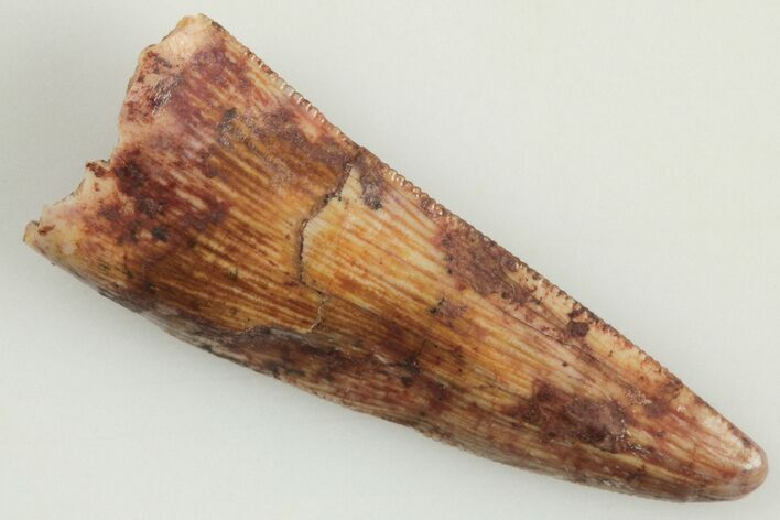 Serrated, Triassic Reptile (Postosuchus?) Tooth - New Mexico #202227